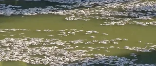 Miljontals döda fiskar ruttnar i varm flod