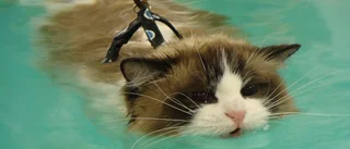 Badaren Bubba – årets lussekatt 2013
