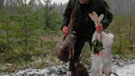 Vid senhöstens rådjursjakter med drivande hund kan även hare och räv fällas.