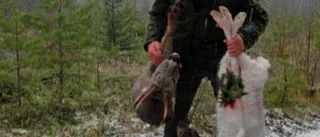 Glöm inte  bort rådjuren