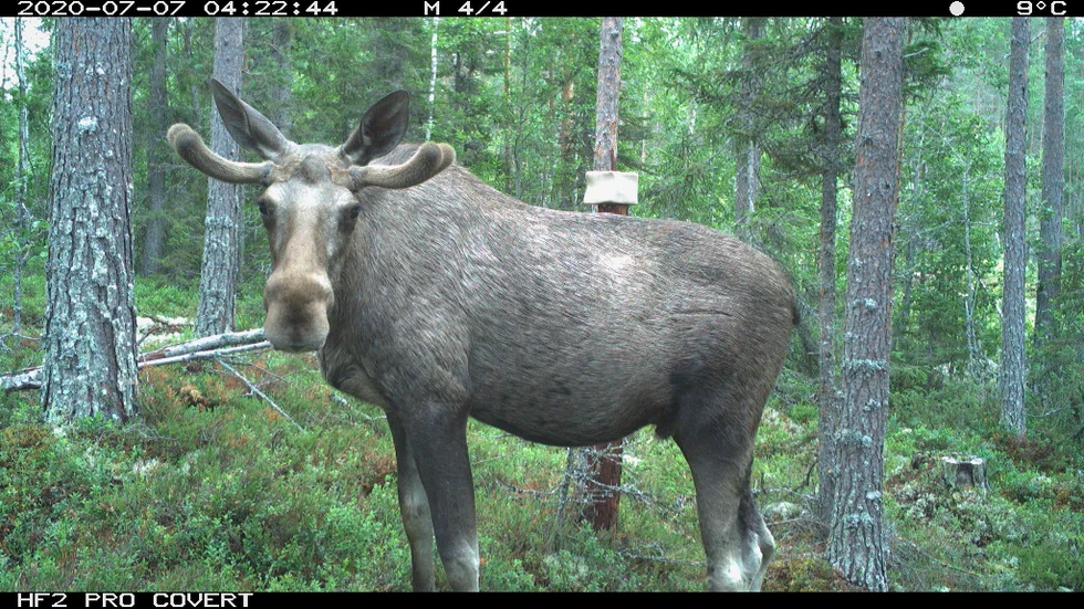 Datan är inte färdiganalyserad, men Petter Hillborg uppskattar att färre än var tredje älg fastnade på bild under hösten. De tycks lämna området när aktiviteten ökar från september till januari.