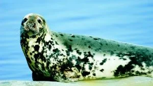 jaktstopp. En myndighetstvist stoppar jakten på vikaresäl i Norrbotten, då Naturhistoriska riksmuseet inte vill låta jägarna behålla de fällda sälarna.