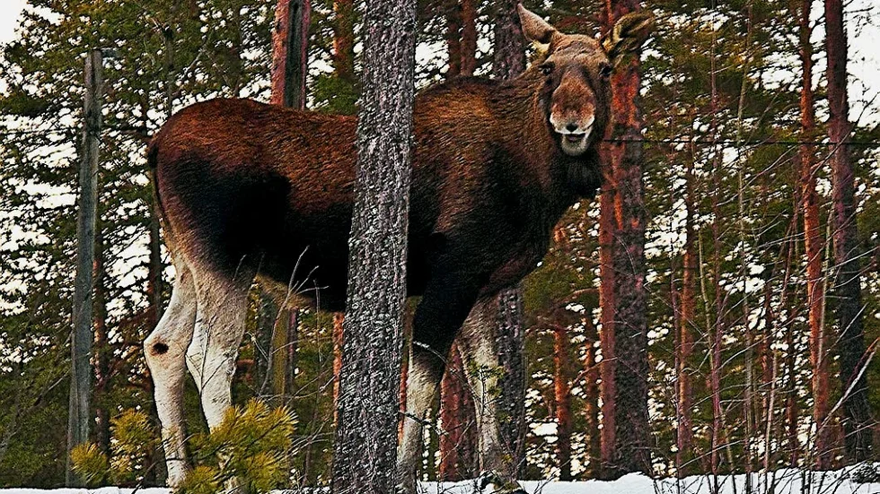 Älg. Två älgar ska nu avlivas efter beslut av polisen.