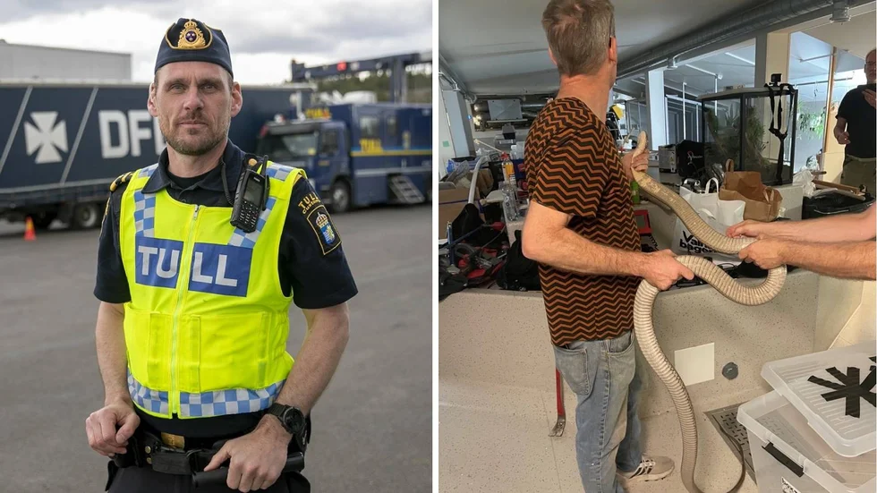 Joakim Olsson hade en nyckelroll när den 2,5 meter långa kungskobran Sir Väs skulle lokaliseras. Efter en vecka på vift var ormen tillbaka i terrariet på Skansen.