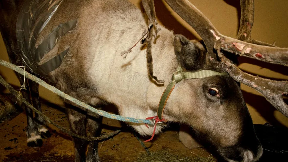 SARGAD. Renen hade inte en chans mot dem som attackerade den mellan julafton och juldagen.