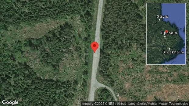 Vildsvin på vägen på väg 290
