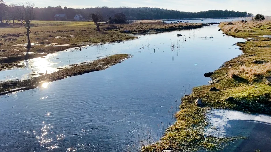 Milt väder i januari gör att Gotland inte längre får vårflod utan vinterflod. Bilden tagen tidigare i veckan vid bäcken i Själsö.