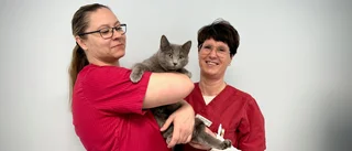 Id-märkning av katter ökar hos veterinären