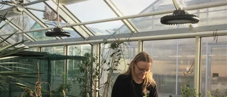 Sällsynta växter på Botaniska – i fara om strömmen går