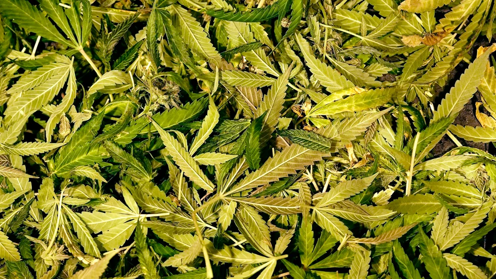 Göteborgspolisen lyckades lukta sig fram till en cannabisodling. Arkivbild.