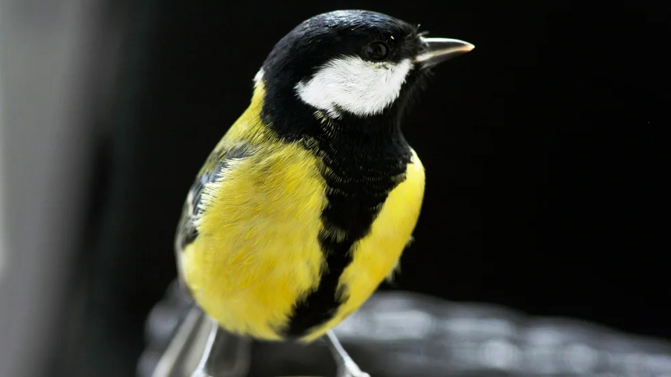 Talgoxar föredrar svenska träd, enligt studien. Just denna är fotograferad i Stockholm. Arkivbild.