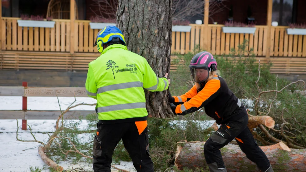Kuddby Trädfällning är etablerade i branschen sedan lång tid tillbaka.