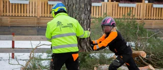 Därför ska du anlita experthjälp vid trädfällning
