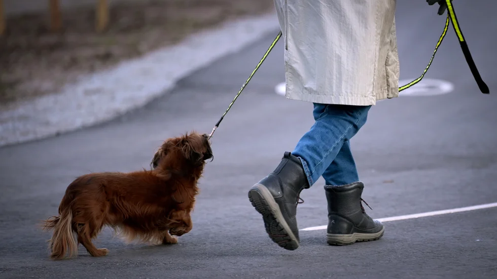 Hundägaren är dömd för djurplågeri, men får ändå behålla sin hund. Bilden har ingenting med texten att göra.