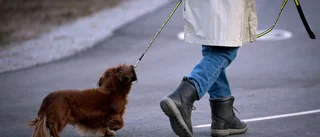Dömd för djurplågeri – får ändå behålla sin hund