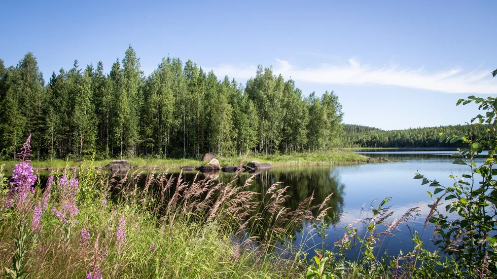 Flera kommuner drar ned på kalkning av sjöar. Arkivbild.