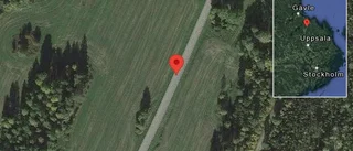 Hundar på vägen på väg 740