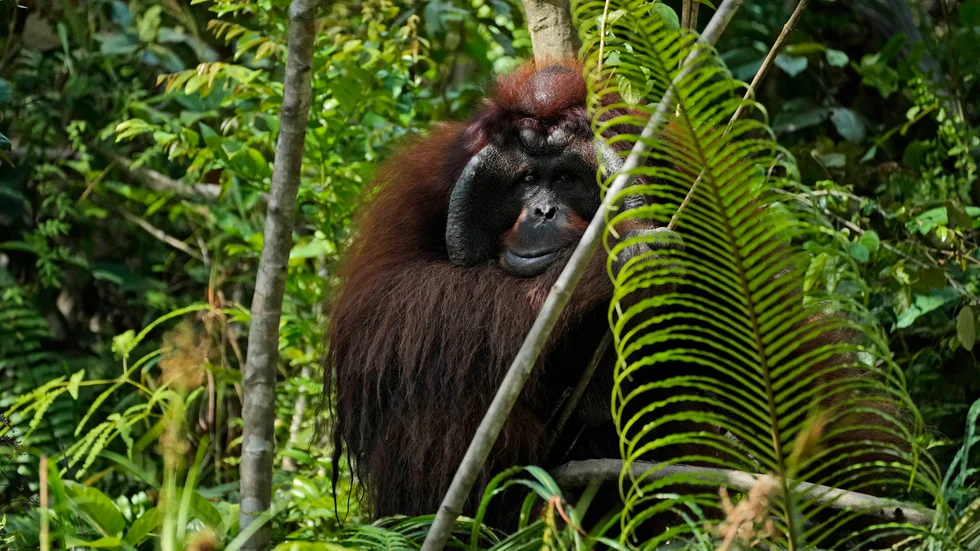 Miljöorganisationer varnar för att bygget av Indonesiens nya huvudstad utgör ett hot för orangutanger och andra djungeldjur.