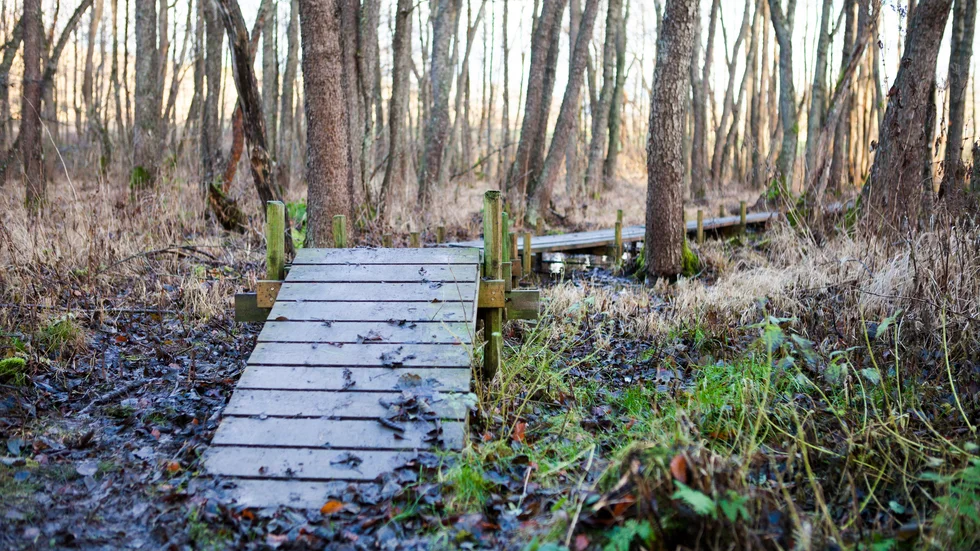 Spänger över en våtmark i Orlångens naturreservat i Huddinge utanför Stockholm. Arkivbild.