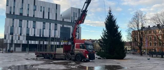 Julgranarna i Uppsala sneda