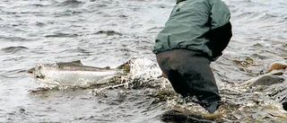 Kraftig laxminskning i Torne älv