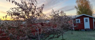 Dagens läsarbild: Frost i Hortlax