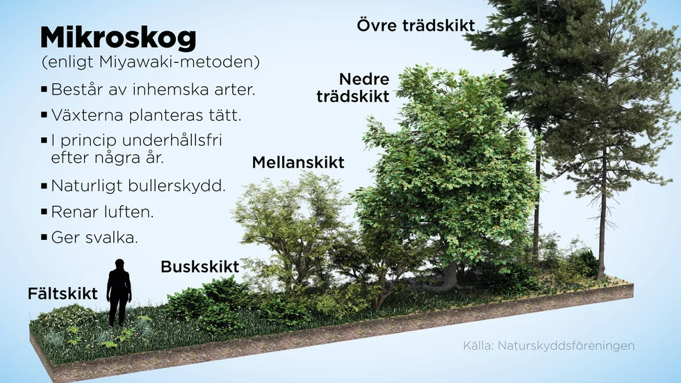 Mikroskogar är små, billiga och snabbväxande småskogar som relativt snabbt kan ge positiva effekter för miljö och människor.