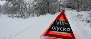 Körde på rådjur med lånad bil – misstänks för smitning