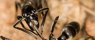 Myror vårdar sårskador med egen antibiotika