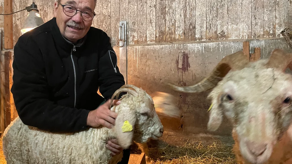 Mats Klasson tillsammans med angoragetterna i stallet.