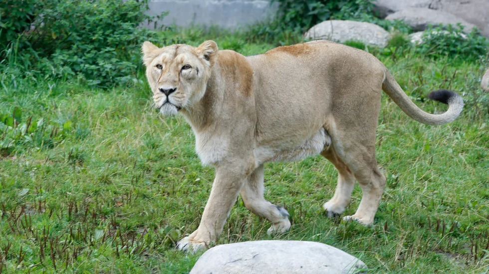 I Italien sattes orten Ladispoli i beredskap sedan ett cirkuslejon rymt. Lejonet på bilden hör hemma på Aalborg Zoo. Arkivbild.