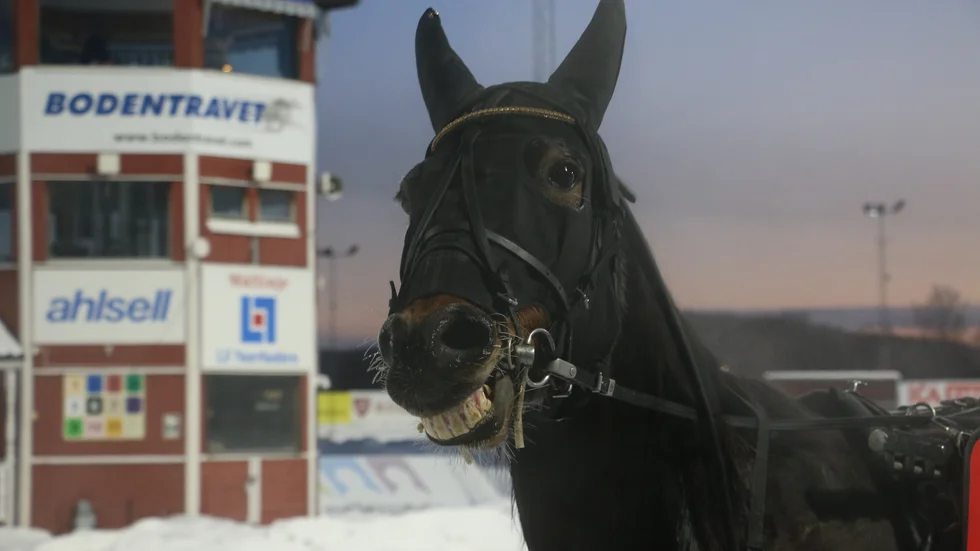 Selmer I.H lekte hem andra årssegern och klev över fem miljoner i intjänade pengar. 