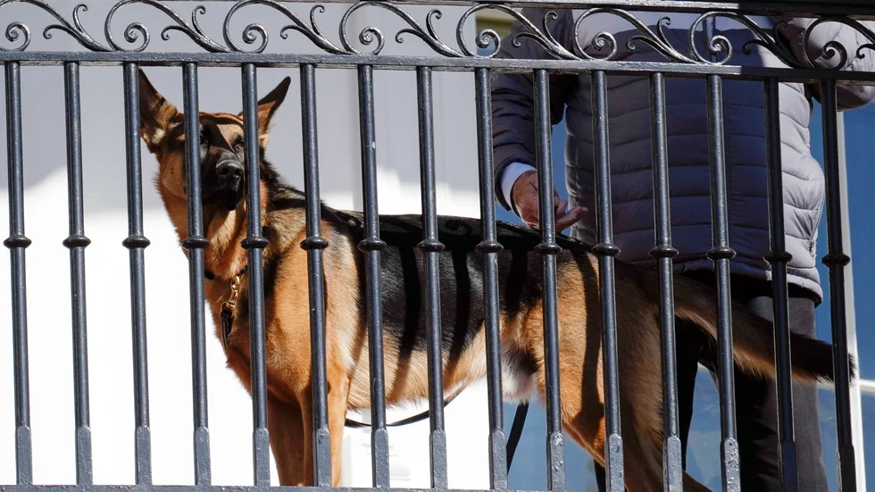 Bitare. USA:s presidentpar Jill och Joe Bidens hund Commander har skickats bort från Vita huset efter ett antal bitningar.