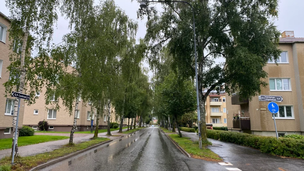 Flera av Ringvägens björkar kommer att kapas när nya ledningar ska läggas i marken. 