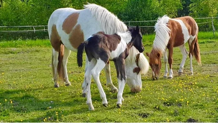 På gården finns totalt åtta islandshästar varav två föl, två fjolårs hingstar och fyra ston, som alla är vänliga och sociala.  