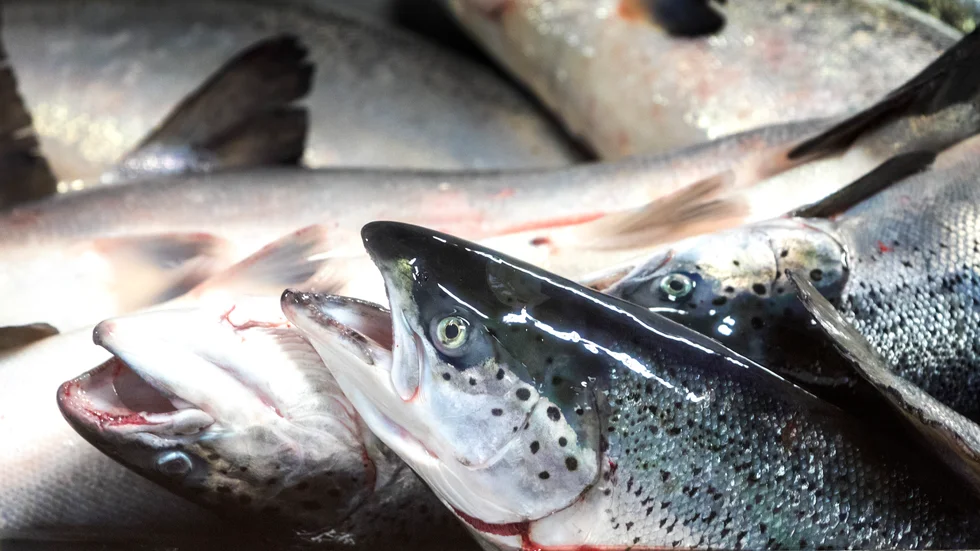 Fiskexporten ökar, men exportintäkterna för gas och olja rasar för Norge. Arkivbild