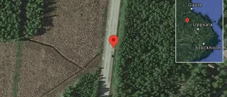 Hästar på vägen på väg 56