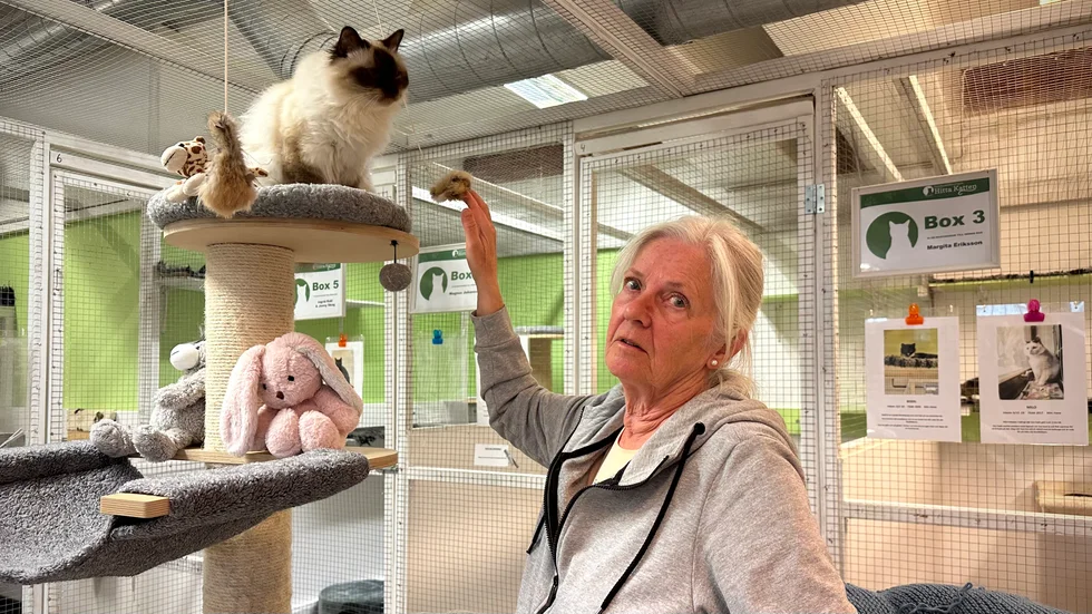 Till djurskyddsföreningen Hitta katten var det många som under sommaren hörde av sig för att fråga om de kunde lämna in sin katt för omplacering.