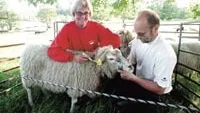 Här får ett av de svårt skadade fåren behandling av Lena Persson och Michale Uhlan från Ekhult i Lofta. Foto: INGEMAR PETERSSON