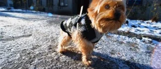 Molly Sveriges mest populära hundnamn