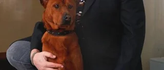 Hundexpert: Hunden har tagit på sig en vårdande roll