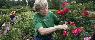 Nytt rosarium i Botaniska trädgården
