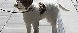 Ilsken hund viftar åt vänster