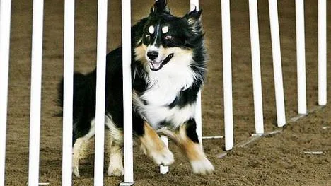 Zolo, en Australian Sheperd,deltog i tävlingen.