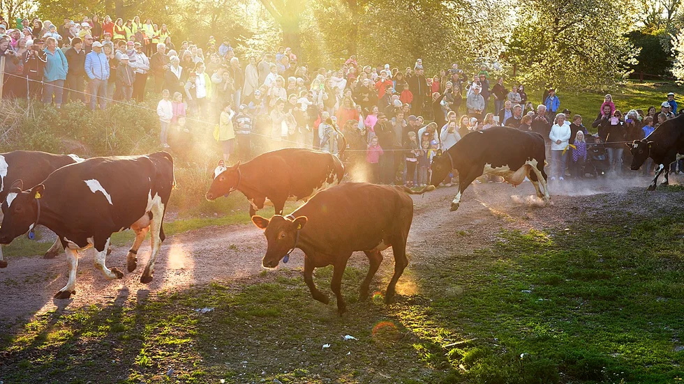 Äntligen kan vi komma ut på kosläpp igen.