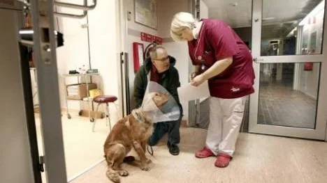 Wachtelhunden Leo efter operationen tillsammans med husse Lennart Bellqvist och sköterskan Linda Thörnström.