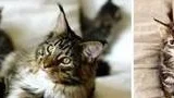 Maine coon.