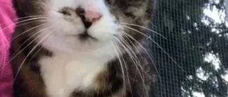 Katten Pelle räddades från avlivning