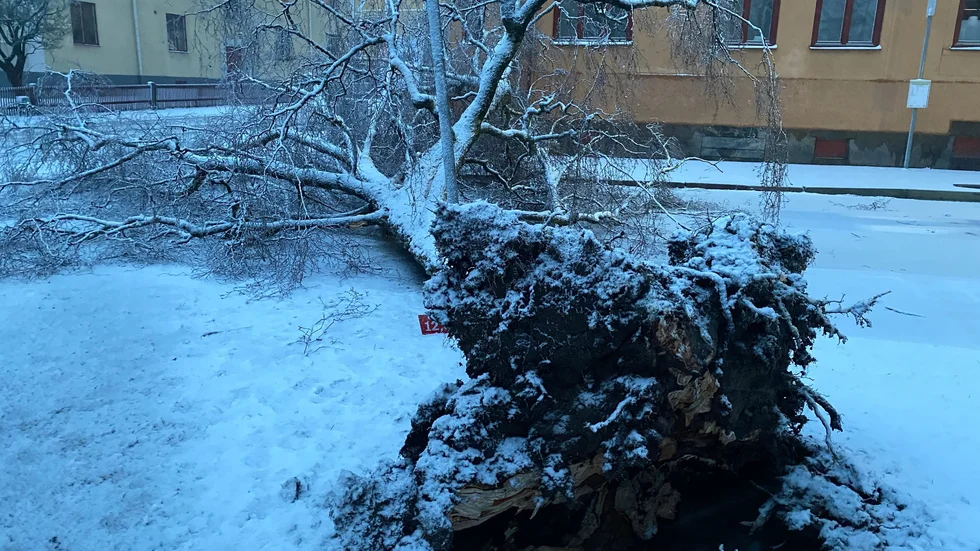 Ett träd föll på torsdagskvällen vid Eskilsparken i Eskilstuna.