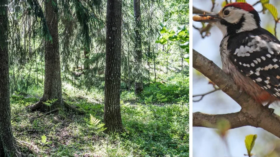 Den vitryggade hackspetten kan hjälpas av pengarna.